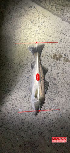フッコ（マルスズキ）の釣果