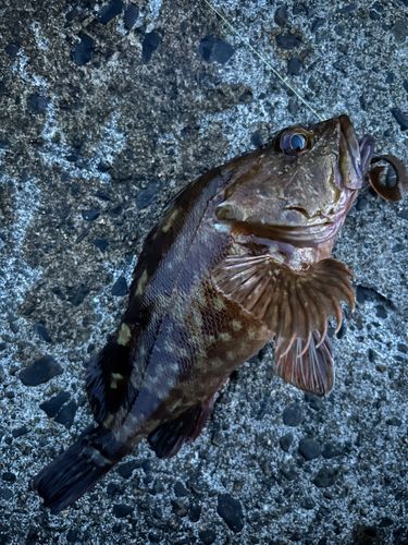 カサゴの釣果