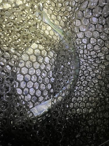 ダツの釣果