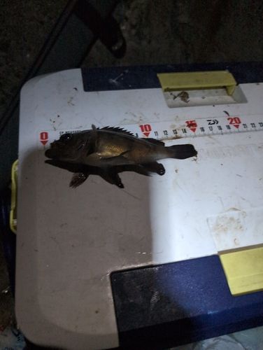 シロメバルの釣果