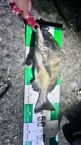 チヌの釣果