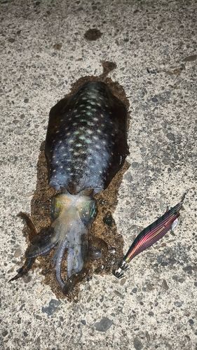 アオリイカの釣果