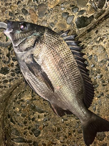 クロダイの釣果