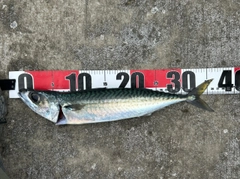 サバの釣果