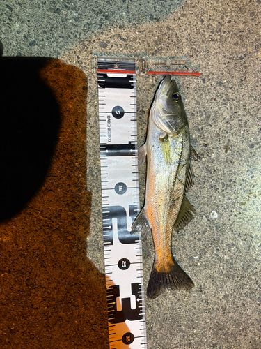 セイゴ（マルスズキ）の釣果