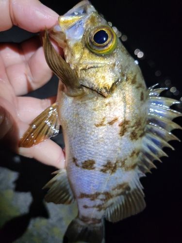 メバルの釣果
