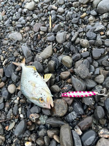 ショゴの釣果