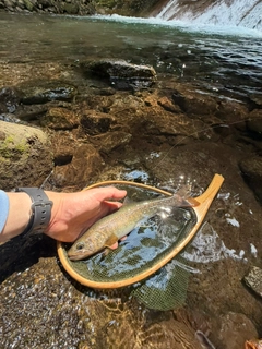 イワナの釣果
