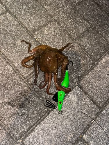 タコの釣果