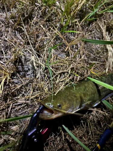 マナマズの釣果