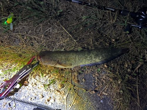 マナマズの釣果