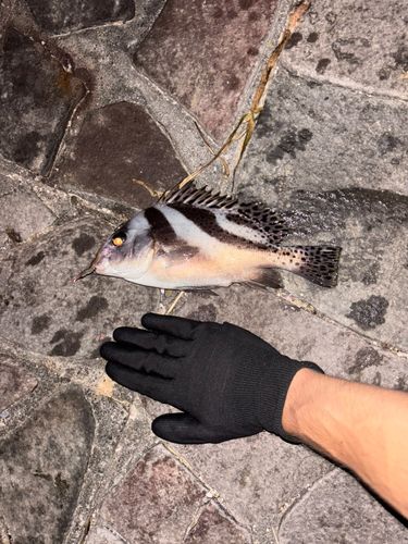 コショウダイの釣果