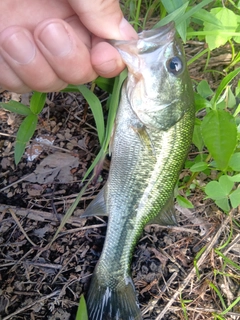 ラージマウスバスの釣果