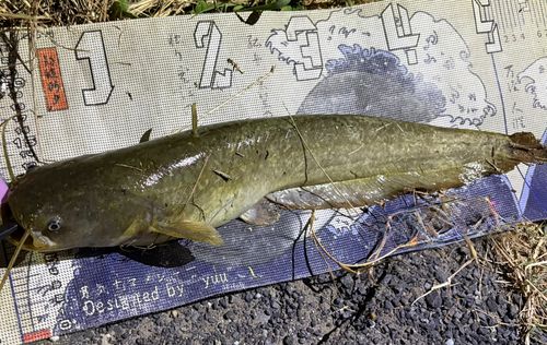 マナマズの釣果