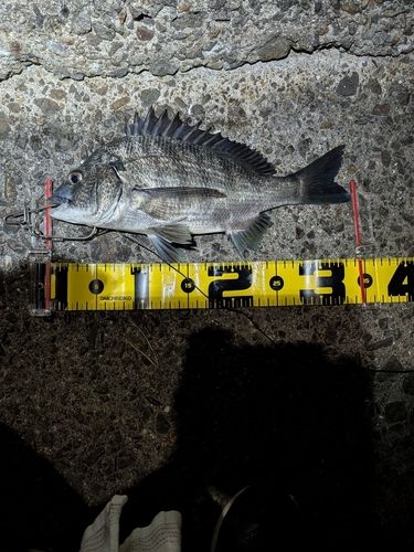 チヌの釣果