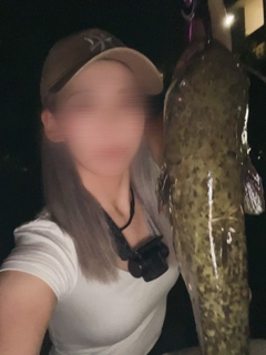 マナマズの釣果
