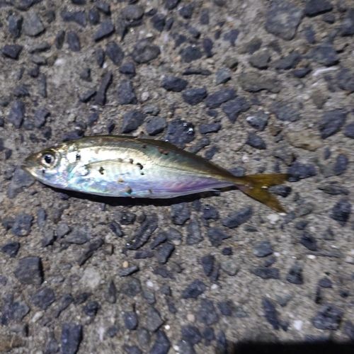 マアジの釣果