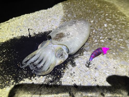 モンゴウイカの釣果