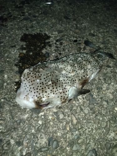 イシガキフグの釣果