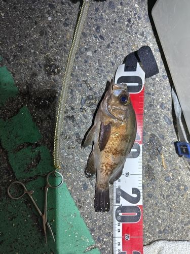 アオメバルの釣果