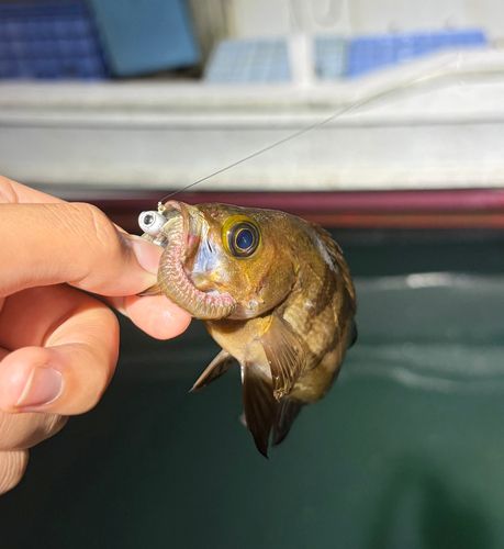 メバルの釣果