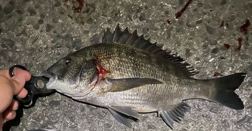 チヌの釣果
