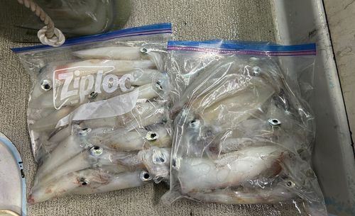 イカの釣果