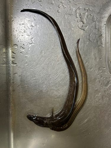 アナゴの釣果