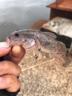 ハゼの釣果