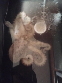 イイダコの釣果