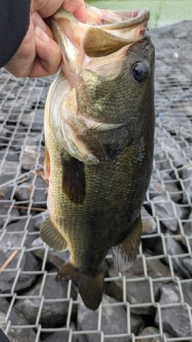 宮城県で釣れたブラックバスの釣り・釣果情報 - アングラーズ | 釣果