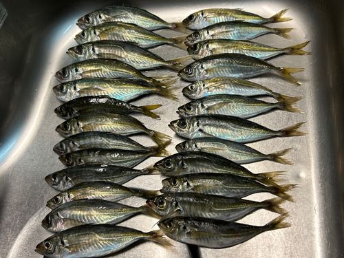 アジの釣果