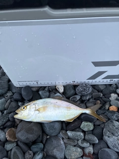 ショゴの釣果