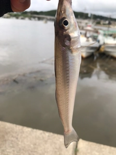 シロギスの釣果