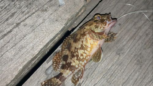 カサゴの釣果