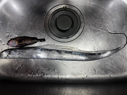 タチウオの釣果