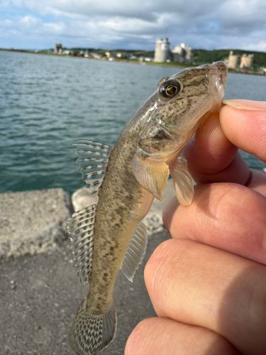ハゼの釣果