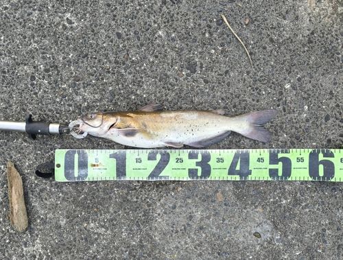 アメリカナマズの釣果