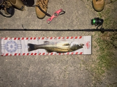 スズキの釣果