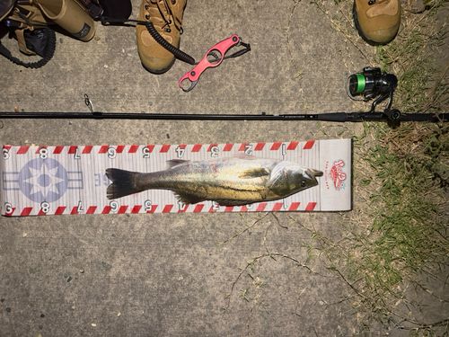 スズキの釣果