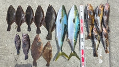 ブリの釣果