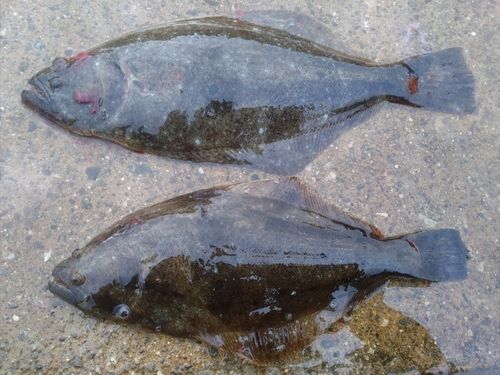 ヒラメの釣果