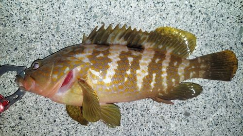キジハタの釣果