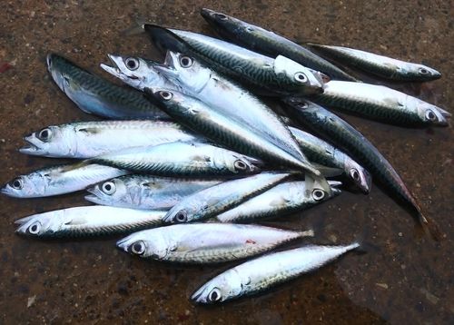 マサバの釣果