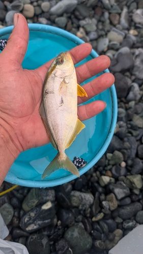 ショゴの釣果