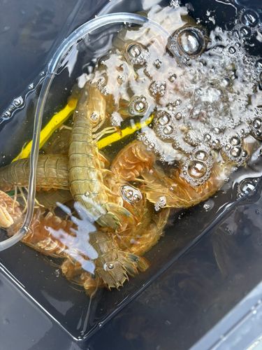 シャコの釣果