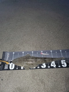 マゴチの釣果