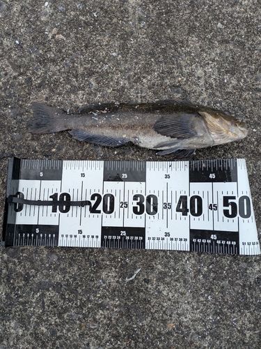 アイナメの釣果