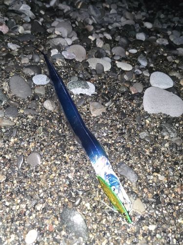 タチウオの釣果