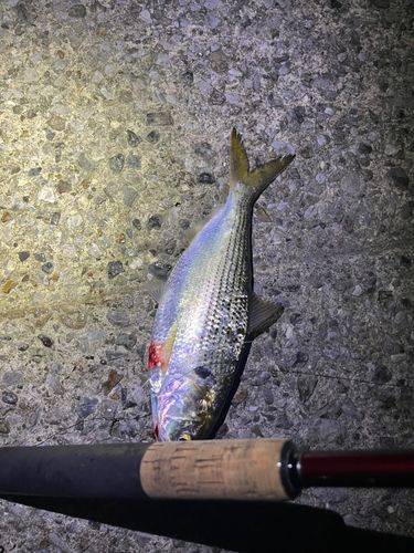 コノシロの釣果